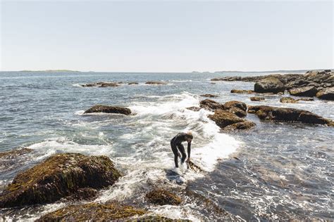 Seaweed, the superfood | Green & Healthy Maine magazine – Happy ...