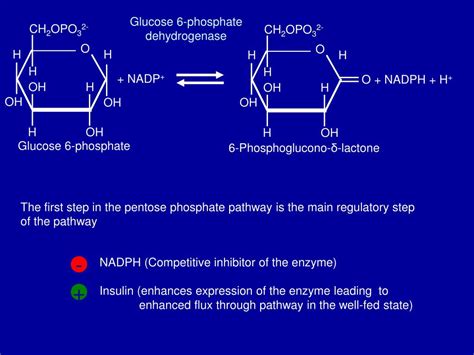 PPT PENTOSE PHOSPHATE PATHWAY Hexose Monophosphate Pathway