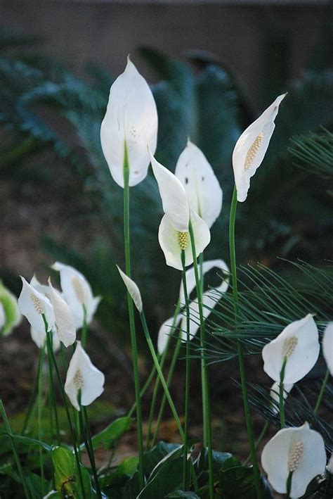 Spathiphyllum Wallisii Alchetron The Free Social Encyclopedia