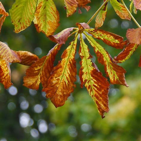 Horse Chestnut Leaves