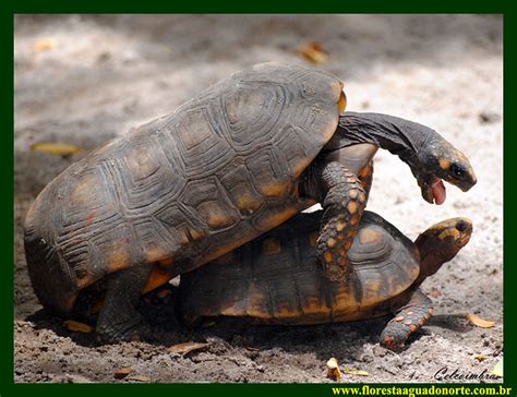 Jabuti Tinga Chelonoidis Denticulata Testudinidae Tartaruga Bicho Mato