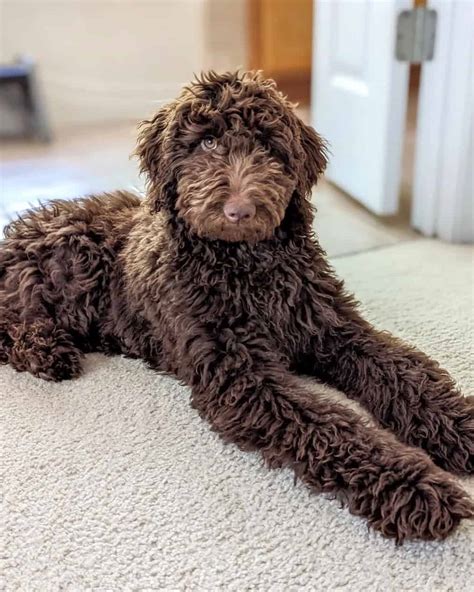 The Chocolate Goldendoodle Everything You Need To Know