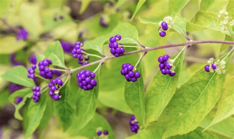 How To Plant Grow And Care American Beautyberry