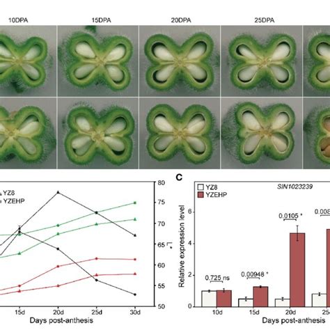 Phenotype And Gene Expression Of Parental Seed Coat At Different