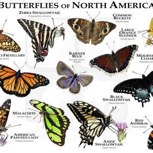 Dragonflies Of North America Poster Print Etsy Butterfly Species