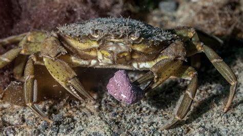 Del jabalí al cangrejo verde en el país hay más de 700 especies