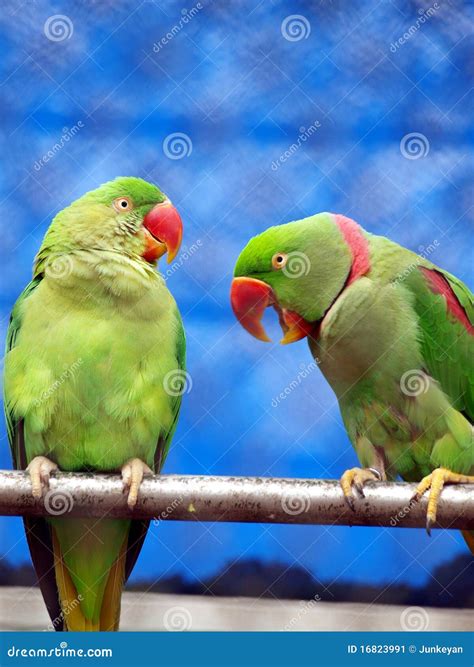 Talking Parrot Stock Image - Image: 16823991