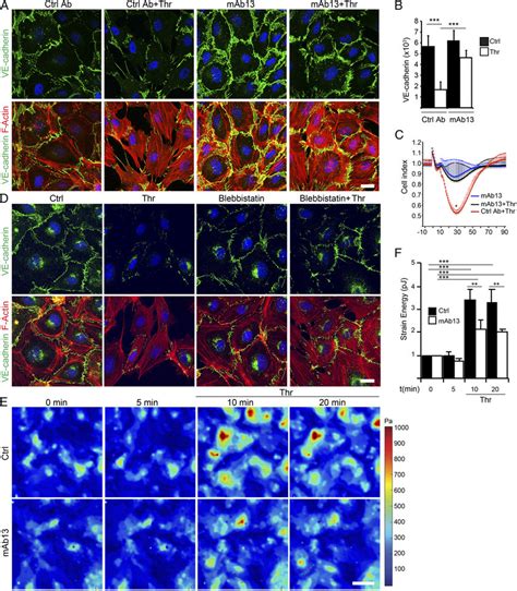 β1 integrin antibody inhibits thrombin induced endothelial monolayer