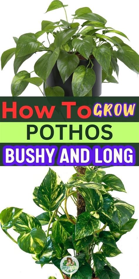 How To Grow Pothos Fast And Bushy Pothos Plant Care Indoor Plant Problems Pothos Plant