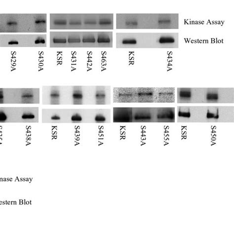 Site Directed Mutagenesis Analysis Of Nm23 H1 Phosphorylated Ksr A