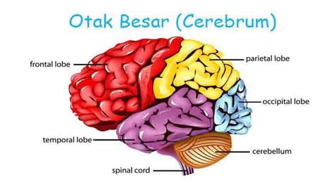 Pengertian Otak Besar Fungsi Struktur Dan Bagian Otak Besar