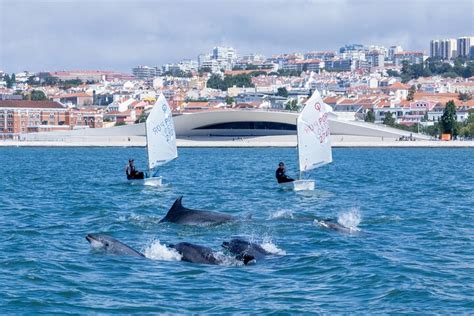 Dolphin Watching In Lisbon Witness Groups Of Dolphins Feeding And