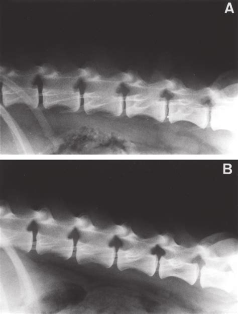 Lateral Radiographs Of The Lumbar Spine Of A Dog Weighing 15 Kg