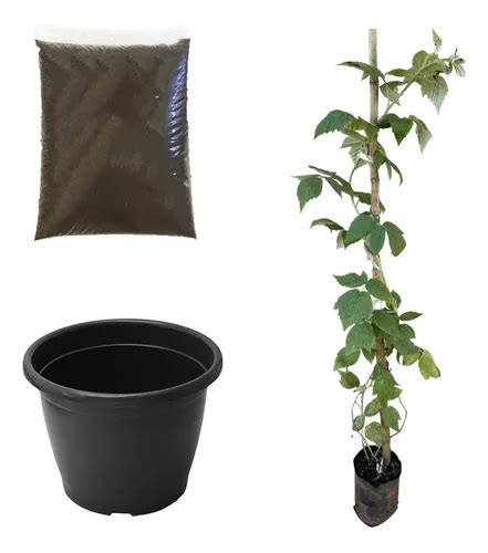 Muda De Framboesa Negra Kit Vaso Terra Ideal Para Jardim