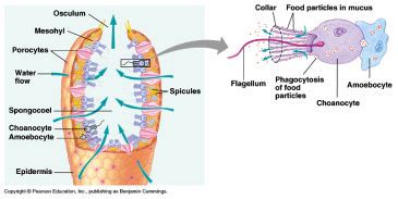 Porifera - Kingdom AnIMALIA