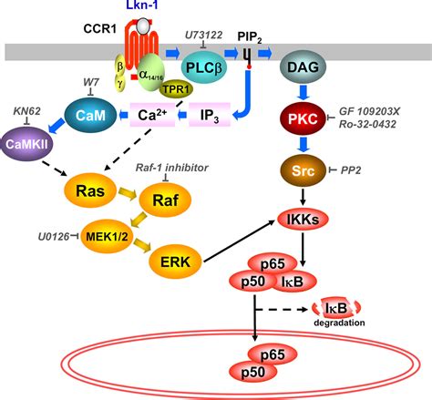 Ccr1‐mediated Activation Of Nuclear Factor‐κb In Thp‐1 Monocytic Cells