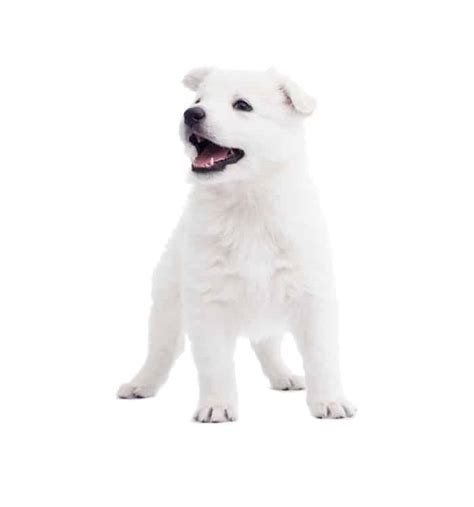 Where to Find White Swiss Shepherd Puppies for Sale - Dogable