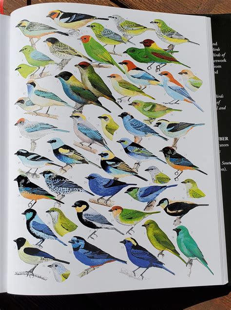 The Complete Birds Of The World Every Species Illustrated