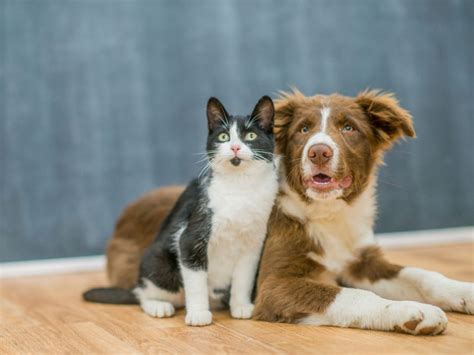 Cães ou Gatos Como saber qual o ideal para adotar American Pet s