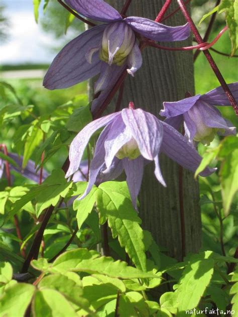Alpeklematis - Clematis alpina - Naturfakta