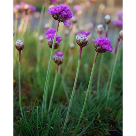 Armeria Maritima Splendens Strand Grasnelke Online Kaufen Bei Blumixx