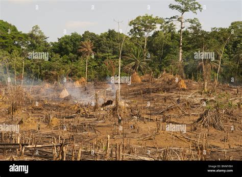 slash & burn deforestation in Liberia Stock Photo, Royalty Free Image ...