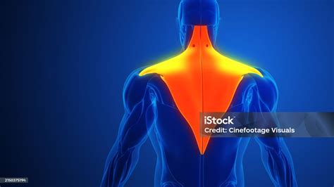 Trapezius Muscle Pain With Blue Background Stock Photo Download Image