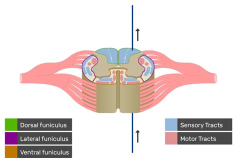 Spinal Cord White Matter Anatomy And Functions Getbodysmart