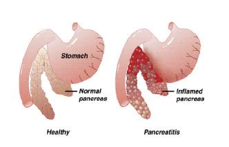 Pancreatitis - Wild Rose Cat Clinic of Calgary