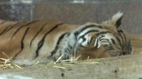 Tiger bites woman in painful Halloween zoo trespass | CNN