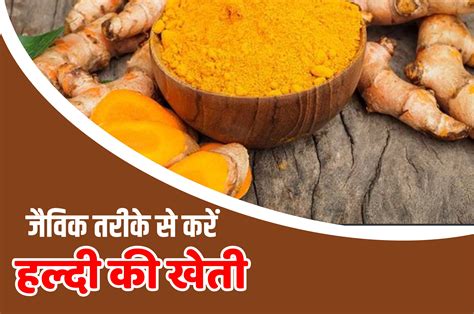 Haldi Ki Kheti हल्दी की जैविक खेती खोलेगी किसान भाइयों के लिए मुनाफे