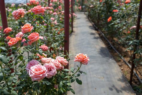 Cultivating Beauty: Create Your Rose Garden in Florida - Cutters Edge