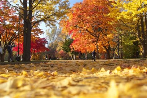 北海道大学のイチョウ並木の紅葉・紅葉便り