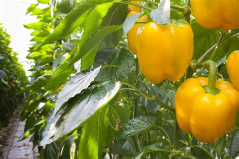 Seeds Capsicum Yellow Sven Rz F Rijk Zwaan Australia