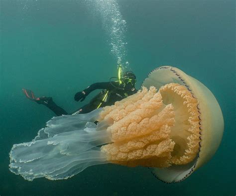 Divers Encounter an Incredible Human-size Jellyfish