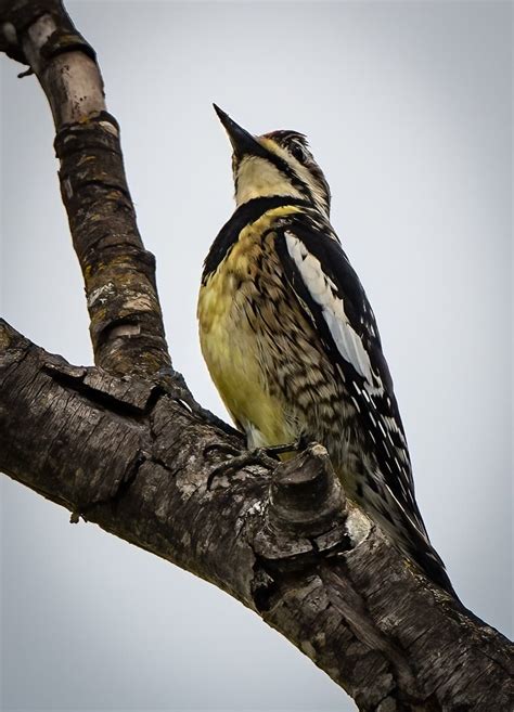 Yellow-bellied Sapsucker - Owen Deutsch Photography