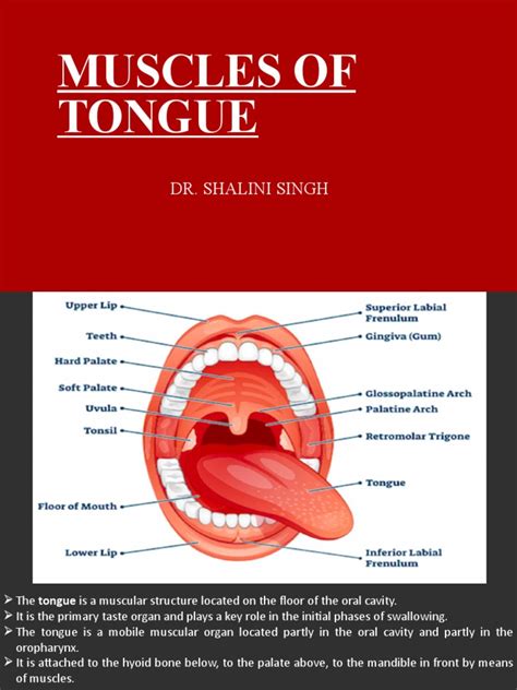 Muscles of Tongue | PDF