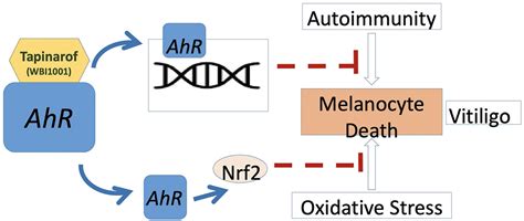 Vitiligo Responds To Topical Aryl Hydrocarbon Receptor Agonist