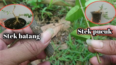 Membuat Bonsai Sancang Dari Stek Pucuk Dan Stek Batang Youtube