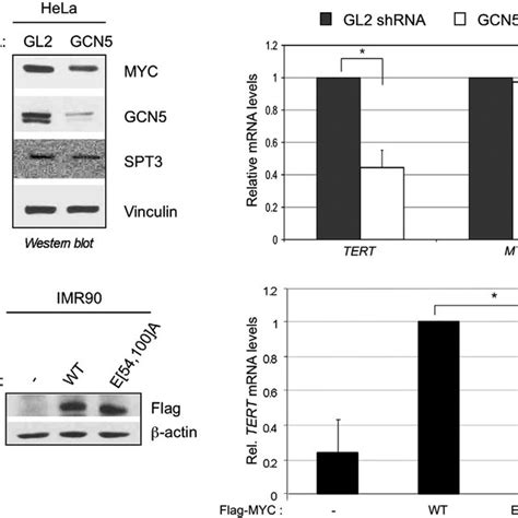 Human Tert Gene Transcription Depends On Gcn5 And Myc M2 3 Motifs A