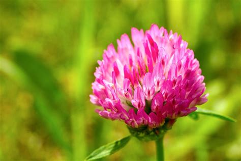 clover flower pink  photo  pixabay