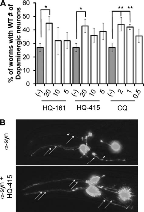 Hydroxyquinolines Rescue A C Elegans Model Of Syn Toxicity A C