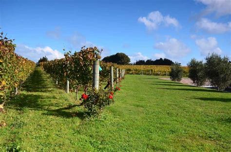 9 BEST Auckland Wineries Vineyards Top Wine Tours For 2022