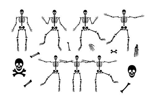 Zestaw Szkieletu Z Różnymi Częściami Sylwetka Ludzkiego Ciała Anatomia