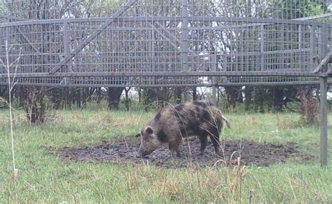 Feral Pigs Oklahoma