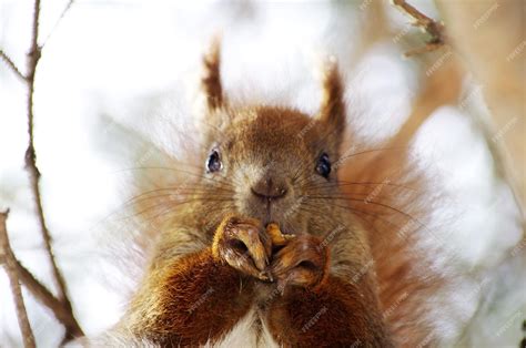 Buff Squirrel