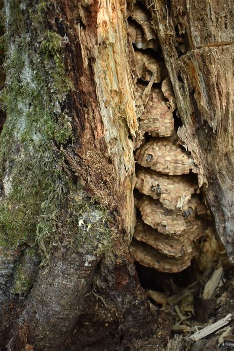 Entomologists Eradicated The First Asian Giant Murder Hornet Nest Of 2021 Smart News