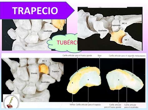 Huesos De La Mu Eca Y Mano Ppt