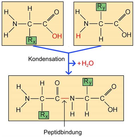 Ab Proteine Etwas Genauer Betrachtet