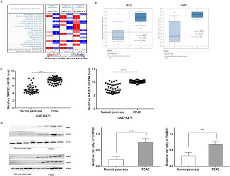 Srpx2 And Rab31 Are Upregulated In Pancreatic Cancer A Mrna Download Scientific Diagram